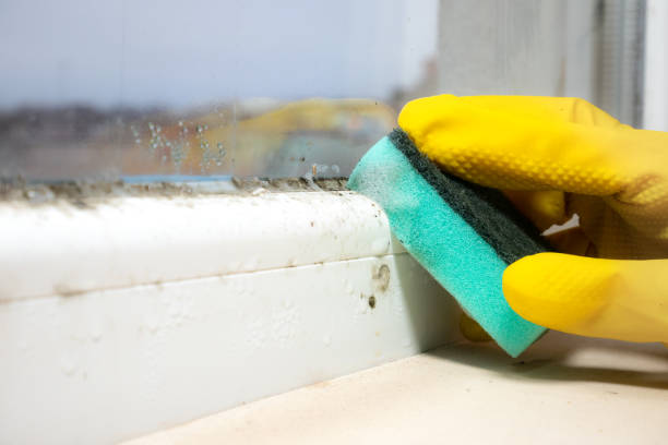 Best Black Mold Remediation in Warminster Heights, PA