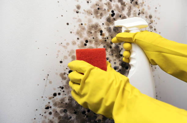 Professional Mold Remediation in Warminster Heights, PA